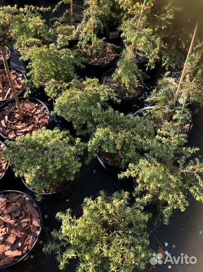 Можжевельник Стрикта, Олд голд, Лайм глоу и другие