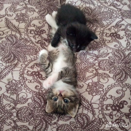 Котята