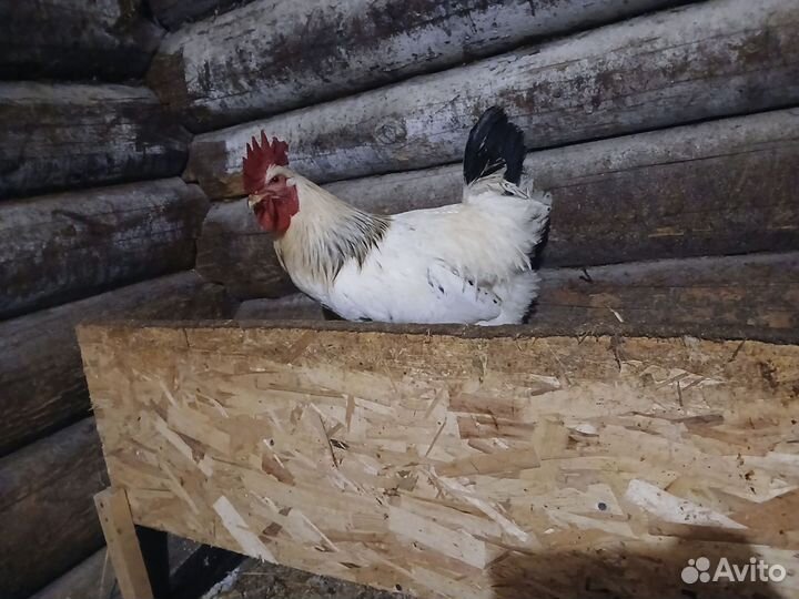 Петух 6 месяцев. Порода доминант