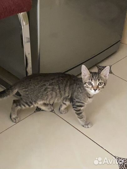 Котенок девочка