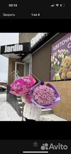 Хризантема