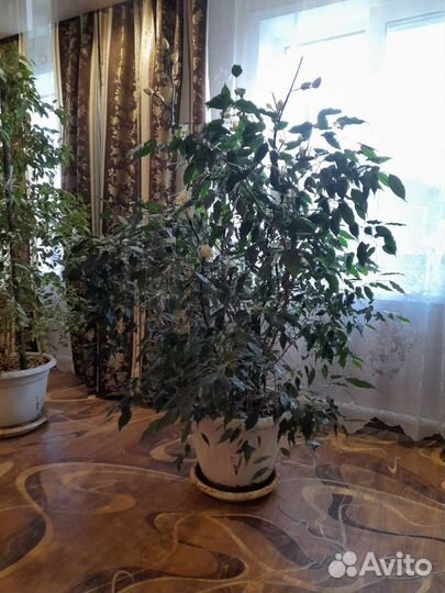 Молочай,фикусы