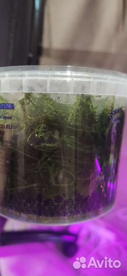 Яванский мох