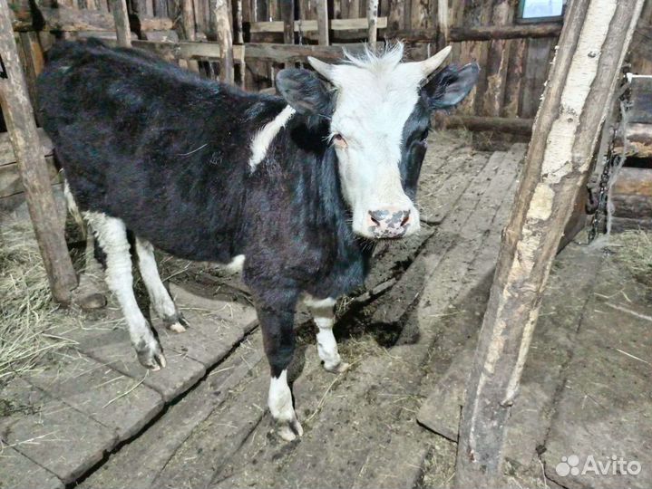 Продам телку