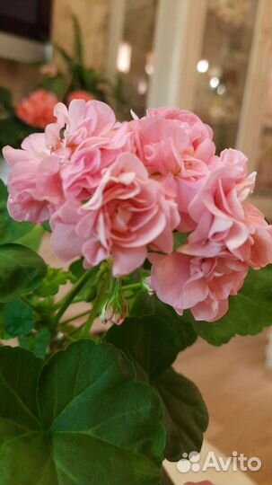 Пеларгония Miss Rose