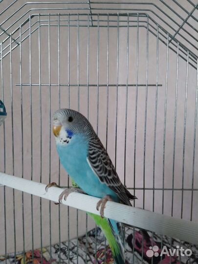 Птенцы волнистый попугай