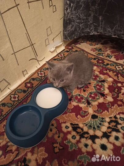 Британский кот