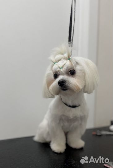 Стрижка собак, экспресс-линька, ЖК Самолет