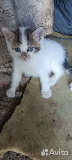 Котята в дар