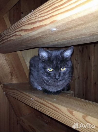 Котята в дар
