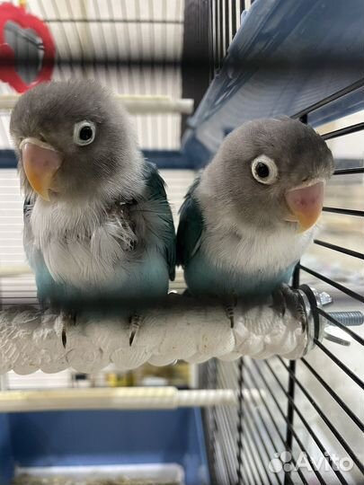 Попугай неразлучники