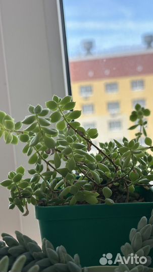 Суккуленты ч.3