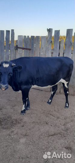 Корова, телка