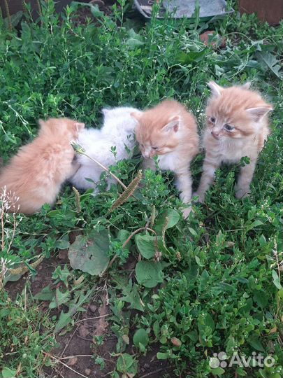 Кошки в добрые руки бесплатно