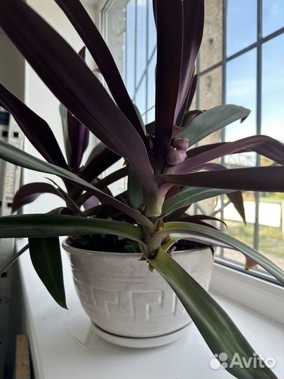 Традесканция Рэо