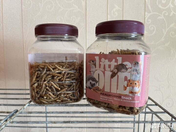 Мучной червь