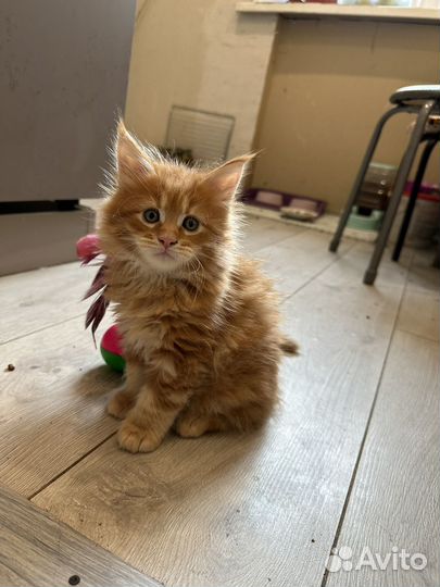 Котята мейн-кун