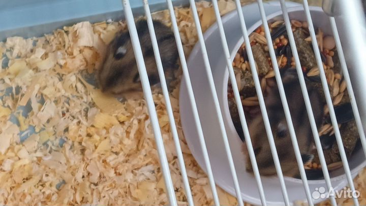 Отдам джунгариков 2 штучки в добрые руки