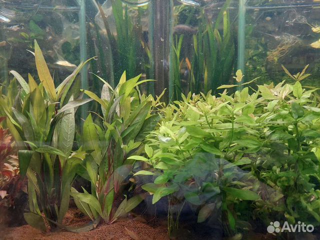Живые растения для аквариума. 02.02.24 объявление продам