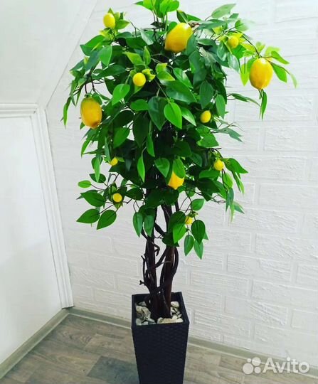 Дерево лимона