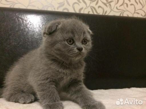 Вислоухие котята