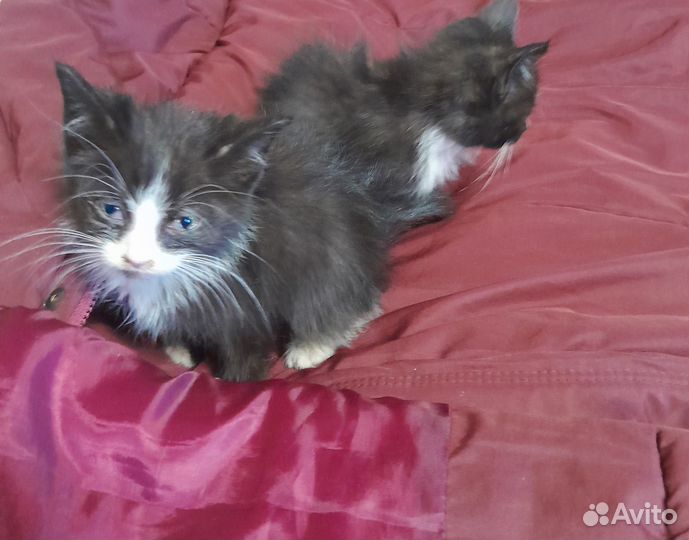 Котята в добрые руки мальчики