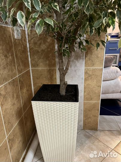 Фикус бенджамина большой