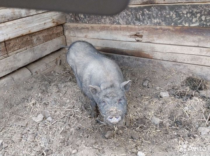 Вьетнамские поросята