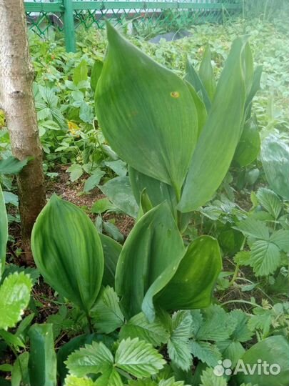 Ландыш, корневища 3 шт