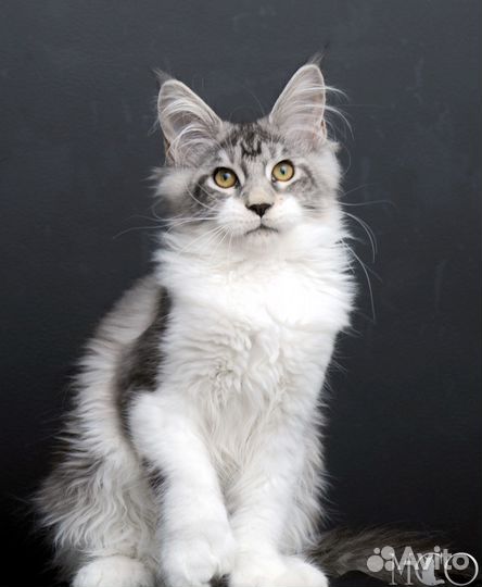 Котята породы майн-кун
