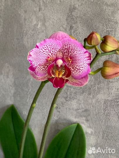 Орхидея фаленопсис