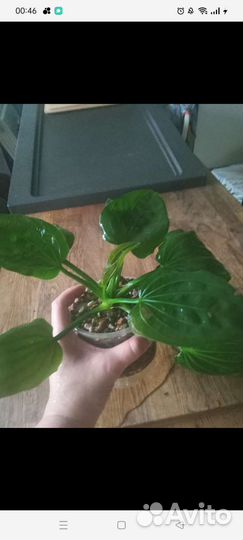 Криптокорина нури розе