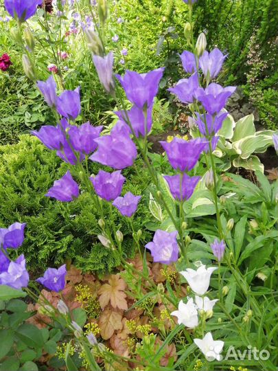 Многолетние садовые растения