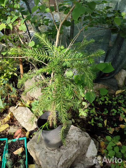 Араукария/Араукария бразильская/Саженцы