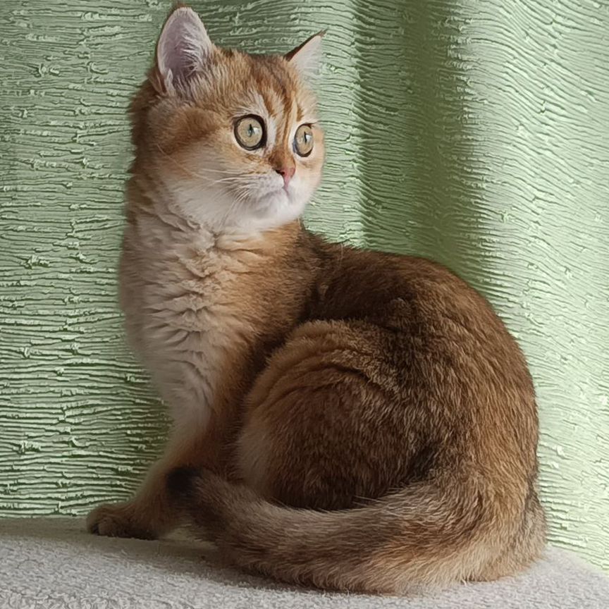 Қыздар мен әйелдердің жалаңаш суреттері