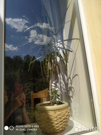 Драцена Драко