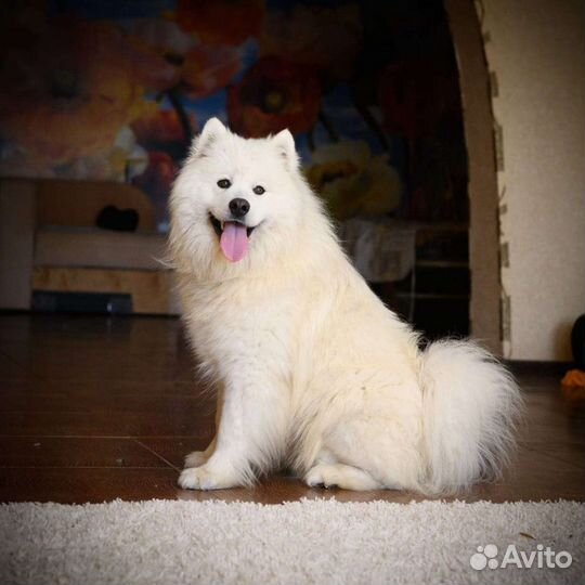 Вязка самоед и щенки