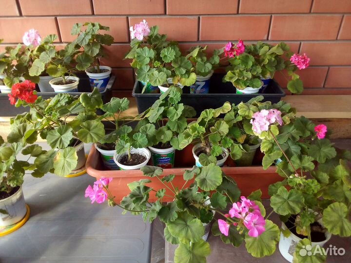 Пеларгония (герань)