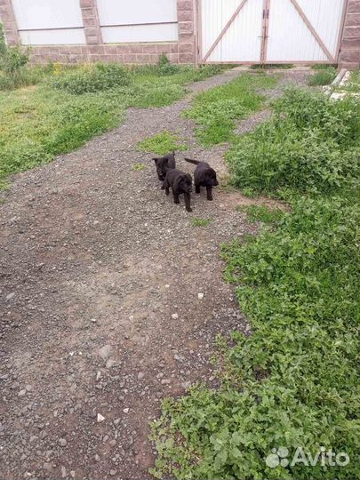 Продам щенков