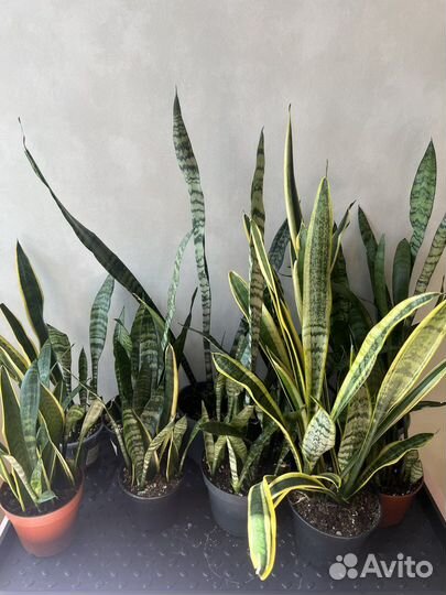 Сансевиерия
