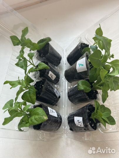 Петуния на доставку