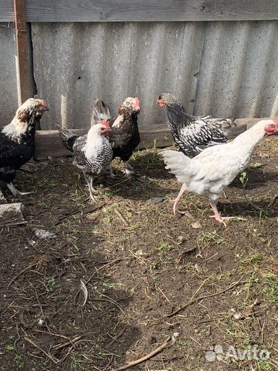 Молодые петушки