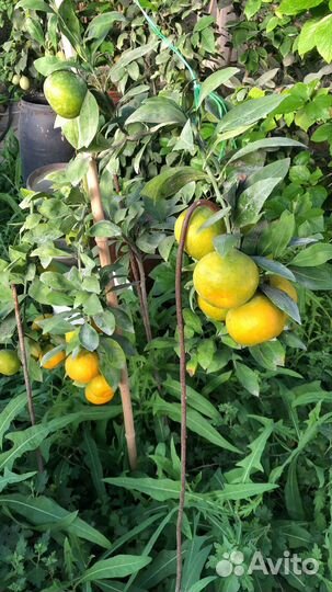 Саженцы мандарина