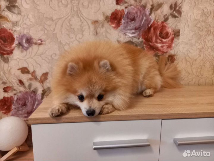 Шпиц вязка