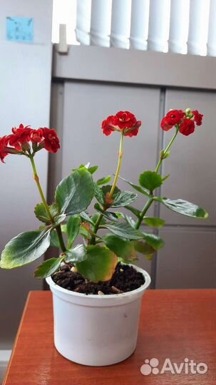 Коланхоэ (коланхое)