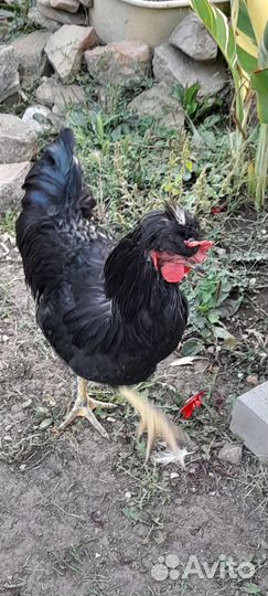 Петух брама