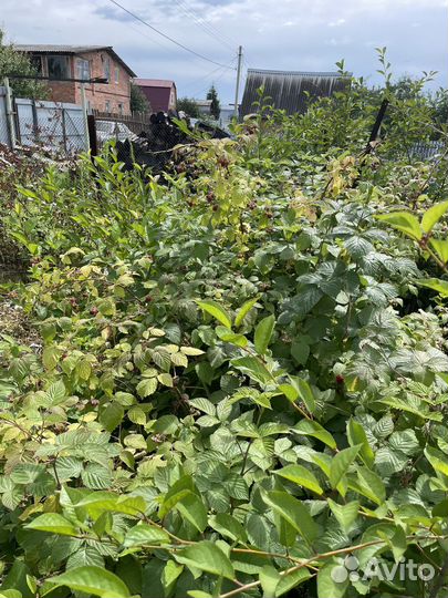 Саженцы малины