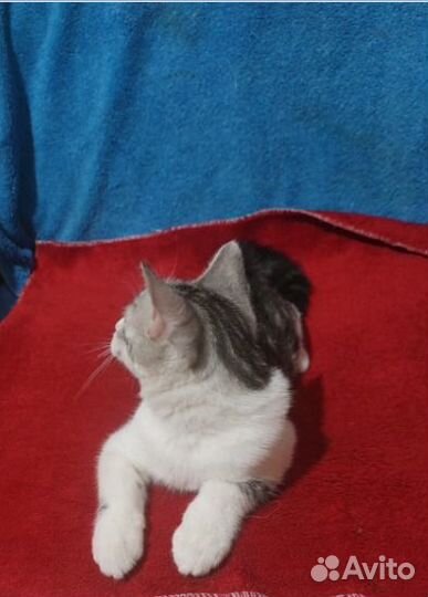 Симпатичный Шотландский Котик Симба В добрые Руки