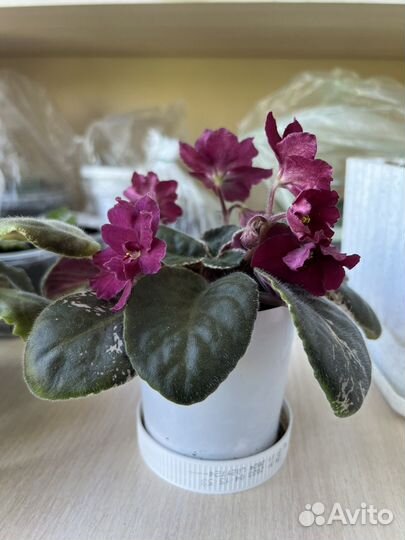 Фиалки цветущие в горшке