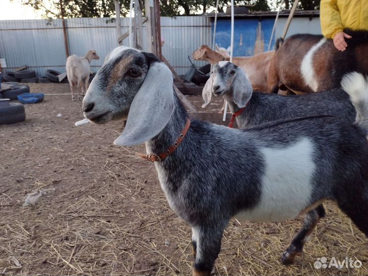 Козье молоко. Яйца